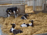 Drei Kälber liegen in einem Stall auf hohem Stroheinstreu und eines steht an einer Wand