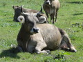 Braunviehkühe auf der Weide