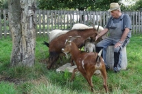 Älterer Mann mit Ziegen im Garten (Foto: Birgit Freudenstein)