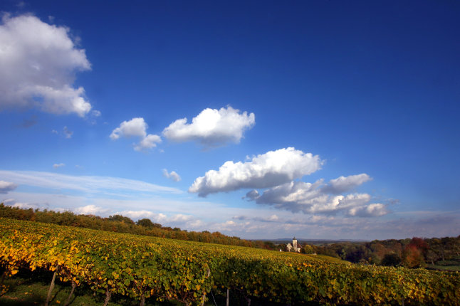 Weinlandschaft an der Mainschleife (Foto: Karl Josef Hildenbrand)