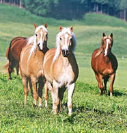Haflinger- und Süddeutsche Kaltblutstuten auf einer Koppel