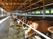 Rinder fressen vom Futtertisch