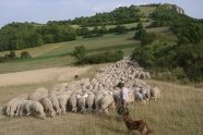 Schafherde mit Hirte und Hütehund 