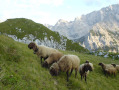 Braune Bergschafe im Zugspitzgebiet