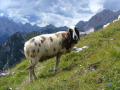 Geschecktes Bergschaf im Raum Mittenwald