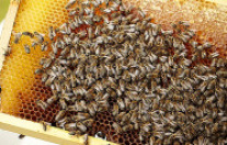 Bienen auf Pollenwabe