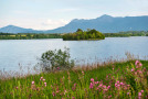 Blick auf einen See mit Bergkulisse. Im Vordergrund eine Blumenwiese.