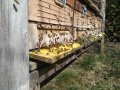 Viele Bienen an einem Bienenstand