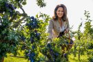 Landwirtschaftministerin Kaniber unter fränkischen Zwetschgenbäumen