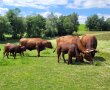 kleine Herde Rotes Höhenvieh Rinder mit Kälber 