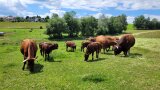 Herde Rinder der Rasse Rotes Höhenvieh auf der Weide