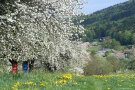 Eine Streuobstwiese mit einem blauen und einem roten Bienenkasten