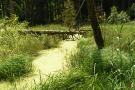 Bachlauf mit Schilf und umgestürztem Baum (Foto: Josef Stangl)