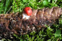 Roter Pilz aus Zapfen