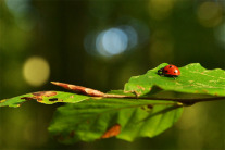 Marienkäfer auf Buchenblatt (Foto: Jan Böhm)