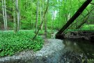 Bachbegleitender Erlen-Eschen-Wald, ein Baum lehnt schräg über dem Bach