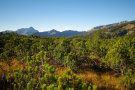 Latschenkiefern auf hochalpiner Mattenvegetation