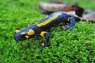 Feuersalamander