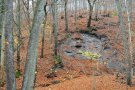 Eichenreicher Hangwald mit Herbstlaub an Felsformation