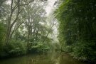Fluss fließt durch einen Auwald im Nebel