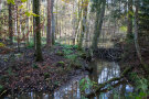 Biberdamm an einem Bach im Laubwald (© Felix Brundke)