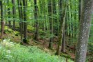 Waldmeister-Buchenwald in leichter Hanglage