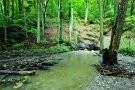 Bachbegleitender Erlen-Eschen-Wald mit schwimmendem Totholz
