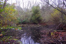 Gewässer im Auwald