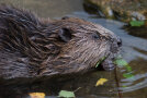 Biber im Wasser