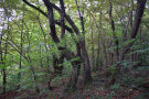 Labkraut-Eichen-Hainbuchenwald am Hang (© Felix Brundke)