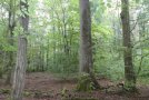 Sternmieren-Eichen-Hainbuchenwald