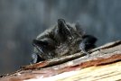Mopsfledermaus