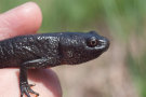 Kammmolch in menschlicher Hand