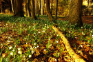 Blumen in einem Laubwald