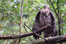 Wespenbussard sitzt auf Ast