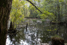 Gewässer im Auwald aus Laubbäumen