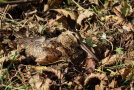 Waldschnepfe sitzt gut getarnt im Herbstlaub