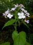 Pflanze mit grünen Blättern und hellvioletten Blüten