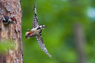Ein Buntspecht-Pärchen an Baumhöhle, einer im Flug.
