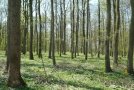 Labkraut-Eichen-Hainbuchenwald