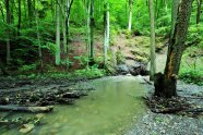 Bachbegleitender Erlen-Eschen-Wald mit schwimmendem Totholz (© Stephan Thierfelder)