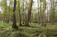 Laubbestand aus Schwarzerlen (© Felix Brundke)