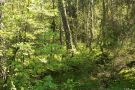 Kiefernmoorwald mit üppiger Begleitvegetation.