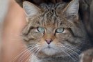 Kopf einer Wildkatze (© Rudolf Vornehm)