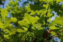 Stieleichenblätter im Sonnenlicht