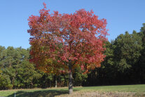 Roteiche in herbstlicher Färbung