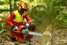 Waldarbeiter zerteilt eine gefällte Fichte mit der Motorsäge.