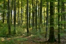 Waldbestand aus großen alten Buchen und jungen Buchen