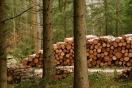 Mehere Holzpolter verschiedener Größen an einer Waldstraße