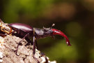 Hirschkäfer (Foto: Boris Mittermeier)